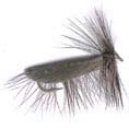 Sedges